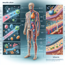 Eca mechanisms explored in the human body