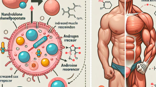 Nandrolone phenylpropionate: mechanism of action and athlete impact
