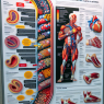 Cholesterol levels and muscle injuries in athletes